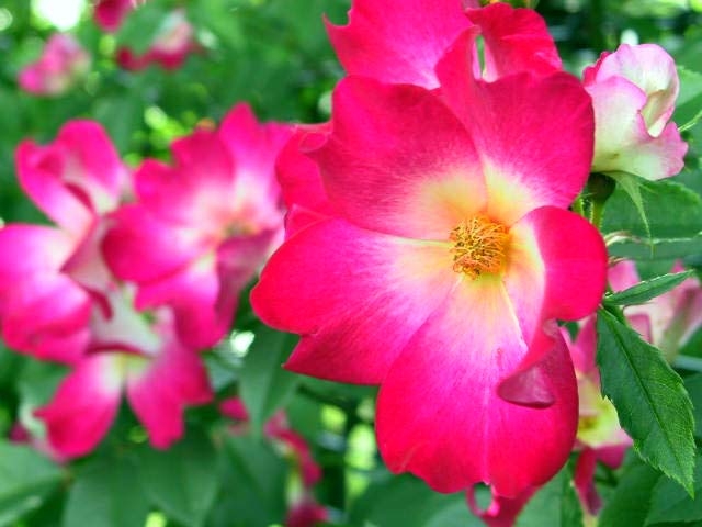 ROSEP