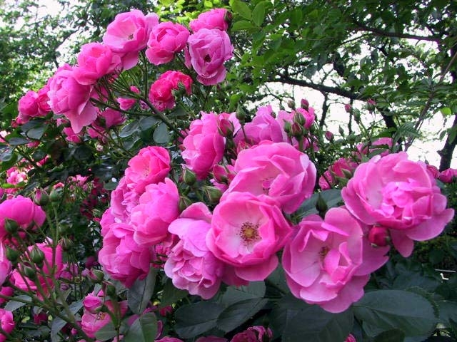 ROSEQ