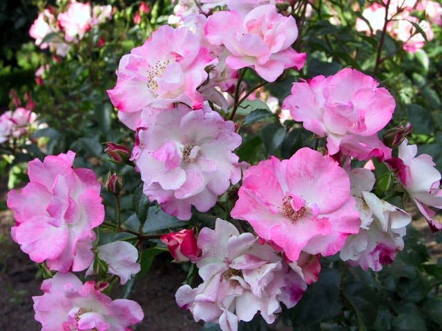 ROSEU