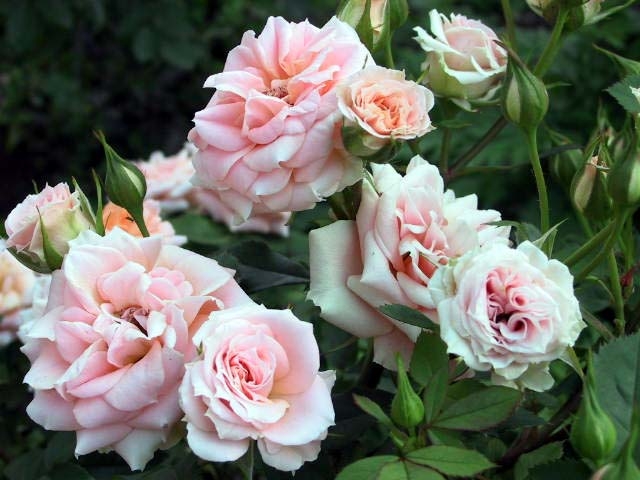 ROSEV