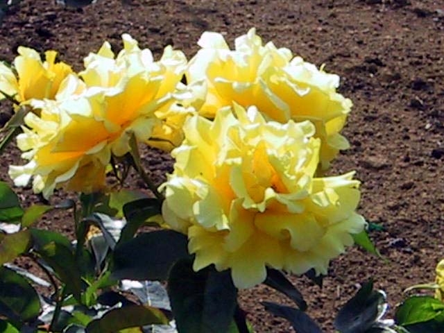 ROSEW