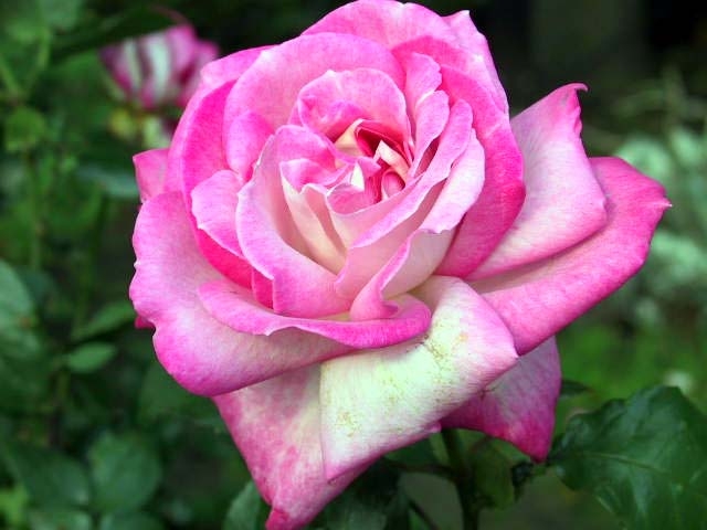 ROSEPO