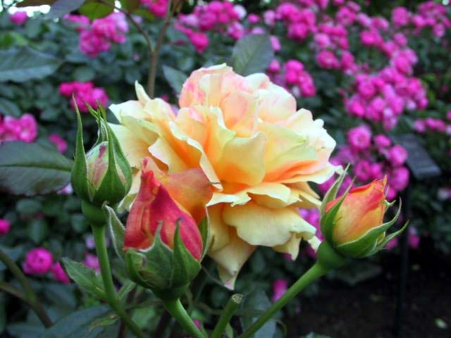 ROSEPR