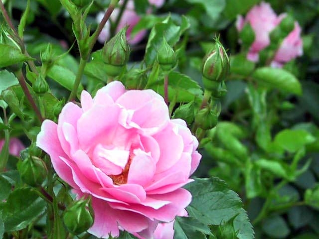 ROSEPS