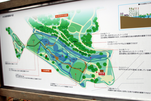 水生植物園案内図