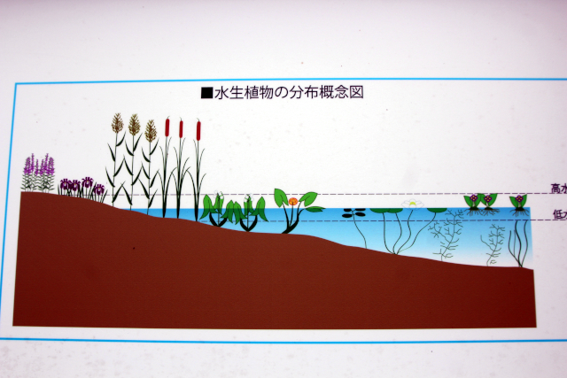 水生植物の分布概念図