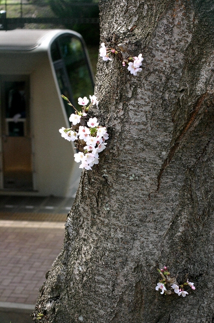 桜と列車の駅撮りの場合のとっておきのアングル