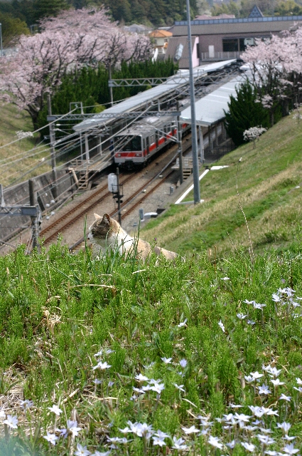 桜と列車と猫