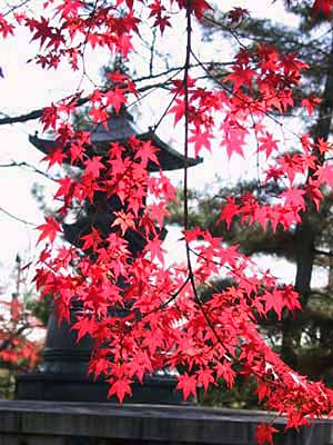 大覚寺　灯篭と紅葉