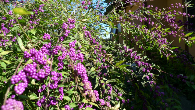 ムラサキシキブ