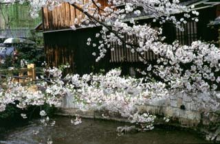 祇園新橋の桜