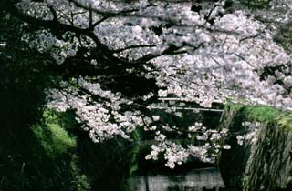 桜のトンネル　哲学の道