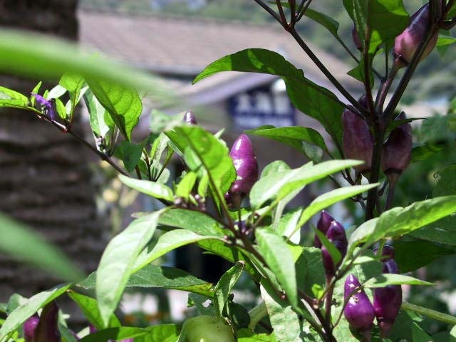 紫色の実は何の植物？